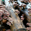 Shiitake - Premium Shiitake Weightloss Composition